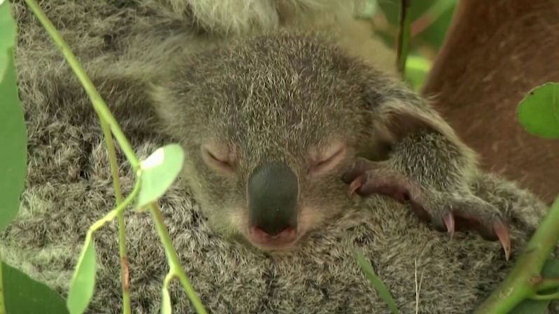 Ikona v ohrožení: V Austrálii rapidně ubývá koalů